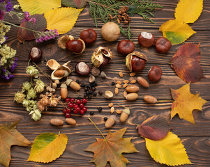 Autumn forest fruit background. Acorns on tree bark and autumn colourful leaves with copyspace.


