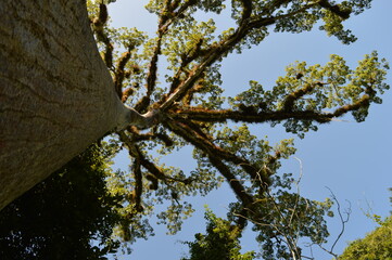 Naklejka premium The stunning ancient Mayan Temple city of Tikal in the jungles of Guatemala, Central America
