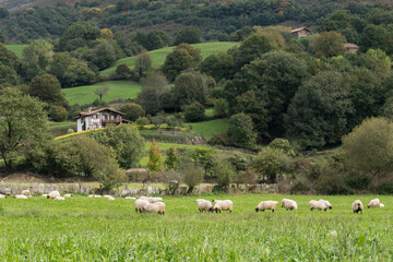 Prado con ovejas