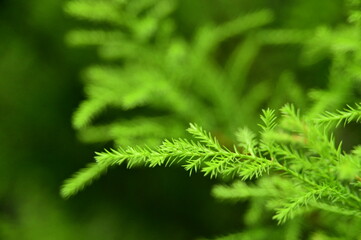 Close-up of leaves in the forest against the blurred background.