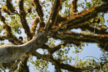 The stunning ancient Mayan Temple city of Tikal in the jungles of Guatemala, Central America