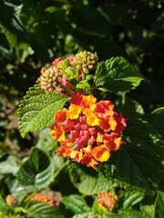 Closeup of red and yellow lantana camara flowers