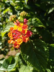 Closeup of red and yellow lantana camara flowers