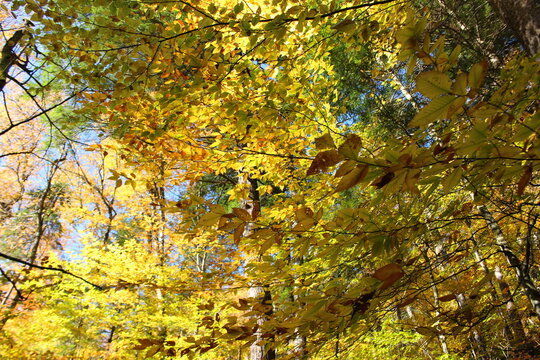 Autumn foliage in Vermont