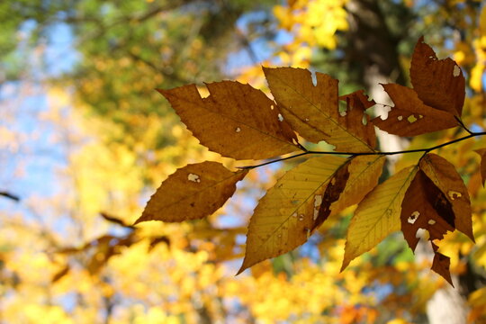 autumn leaves on a tree