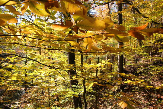 autumn leaves on the tree