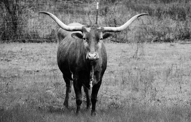 Wet Texas longhorn cow standing in rain during wet weather.