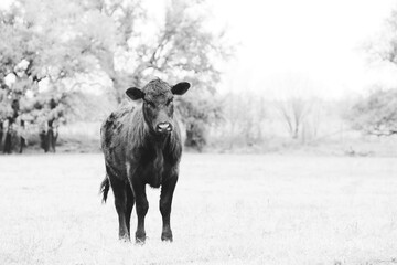Young black angus cow in winter Texas landscape, alone in field on beef farm.