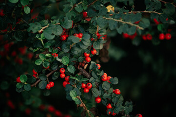 Beautiful berries on bushes in the city park