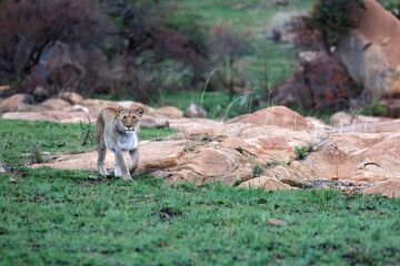 Lioness hunting in a rocky area in Nkomazi Game Reserve near the city of Badplaas in South Africa
