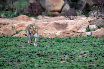 Lioness hunting in a rocky area in Nkomazi Game Reserve near the city of Badplaas in South Africa