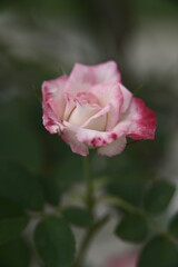 Selective focus on the petals. Close-up of beautiful rose in the garden against the blurred background.