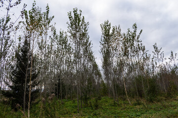 Newborn forest growing. Horizontal picture.