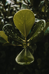 Fundo de quintal I