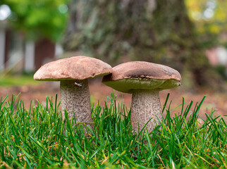mushrooms in the grass
