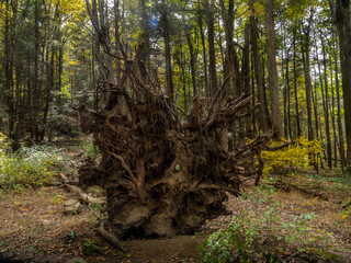 Tree remains in forest – natural sculpture