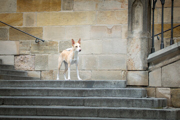 White mix dog is standing in city center on stairs.  He was in center of Prague. She is so patient...