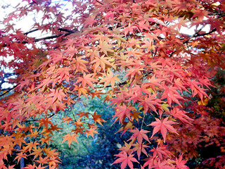 leaves of red japanese autumn maple against the sky, selective focus, blurred background
