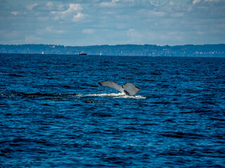Naklejka premium Humpback Whale Tail