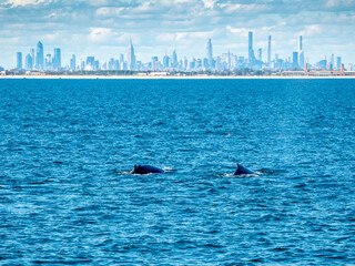 Pair of Humpback whales with NYC Skyline background