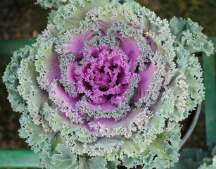 Kale flower fully blooms looks mesmerizing at Saramsa in Gangtok, Sikkim. Kale is also called leaf...