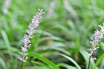 Selective focus on Close-up of beautiful flowers in the foreground against the blurred background.