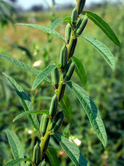 Sesame seed flower on tree in the field.