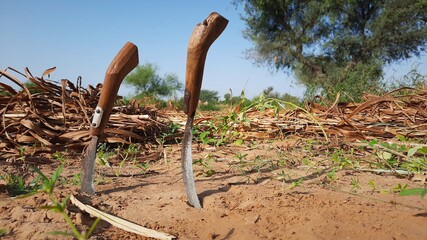 reaping tool or sickle to harvest crop by hands in an Indian field