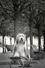Bearded collie  is sitting on bench. Dog is in city center in Prague.