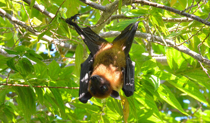 murcielago o zorro volador de las islas Maldivas