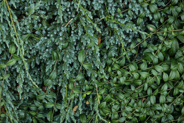 Green plant texture. Green leaves background.