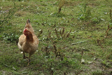 chicken in the garden