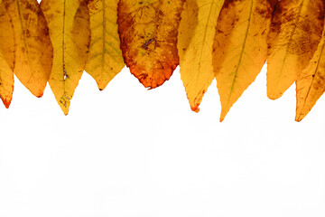 Group of yellow autumn leaves