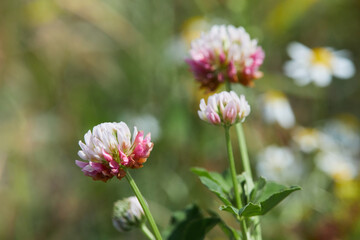 Close-up of pale pink flower head of alsike clover in blossom. Trifolium hybridum. Details of the stalked, pale pink or whitish flower head. Selective focus, blurred background.