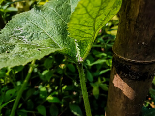 This is the close-up shot of the pumpkin leaf in the morning.