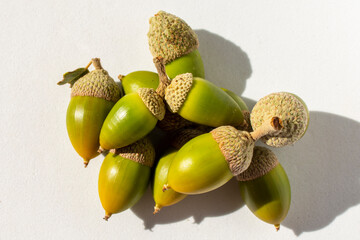Bellotas verdes