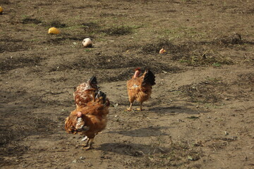 Free range chicken