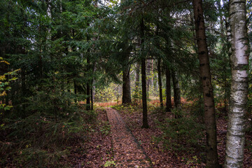 Footpath into forest. Pathway to nowhere.