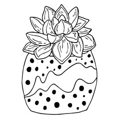 Vector hand drawn botanical illustration. Black outline succulent indoor plant in modern pot isolated on white background.