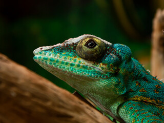Photo of the chameleon's isolated motionless gray-brown-azure face in close-up profile
