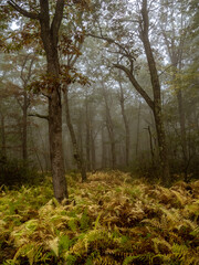 Forest in Autumn
