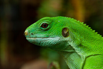 Photo of an isolated standing still large green lizard's face in profile close - up