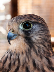 Close-up portrait photography of an isolated brown mature falcon's immobile head (Kestrel) looking to the camera