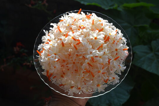 The night-flowering jasmine or Parijat or hengra bubar or Shiuli is a species of Nyctanthes native to South Asia and Southeast Asia. picture taken in Kathmandu, Nepal.