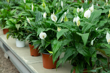 Fototapeta na wymiar White potted anthurium flowers are blooming on flower store counter