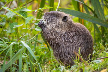 Nutria or Coypu (Myocastor coypus) nibbles on a plant