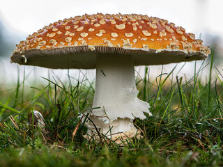 Mushroom wild in nature