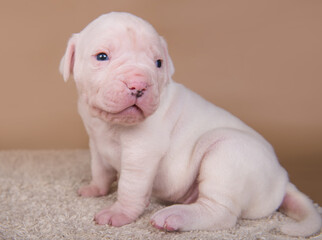 Small American Bulldog puppy dog on light brown