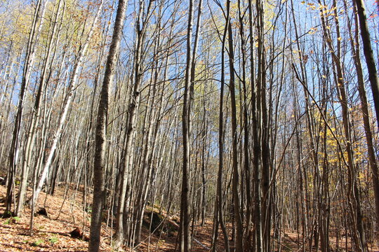 forest in the morning at Stowe Vermont