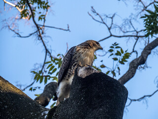 Hawk on Tree